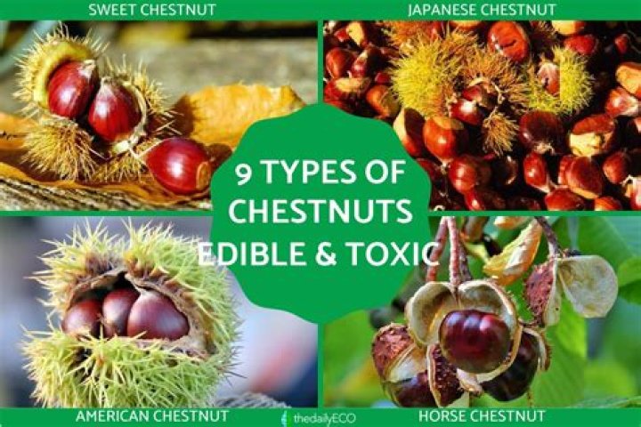 Are Canadian chestnuts edible?