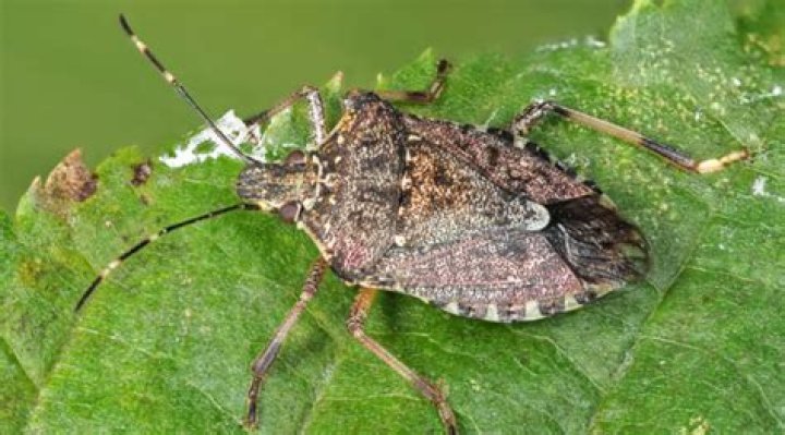 Are darkling beetles stink bugs?