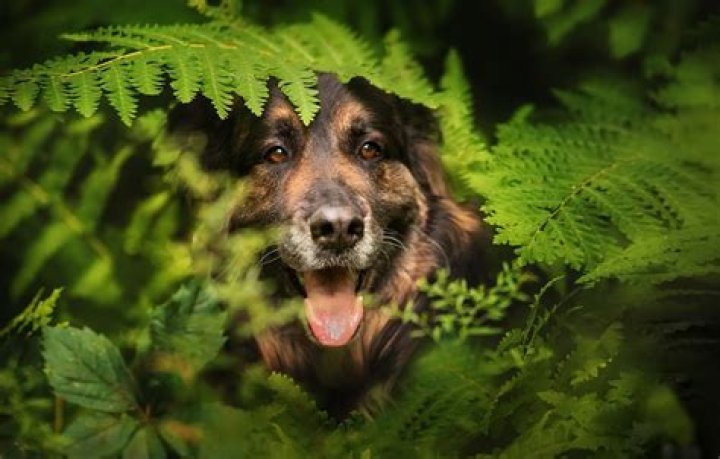 Are ferns poisonous to dogs?