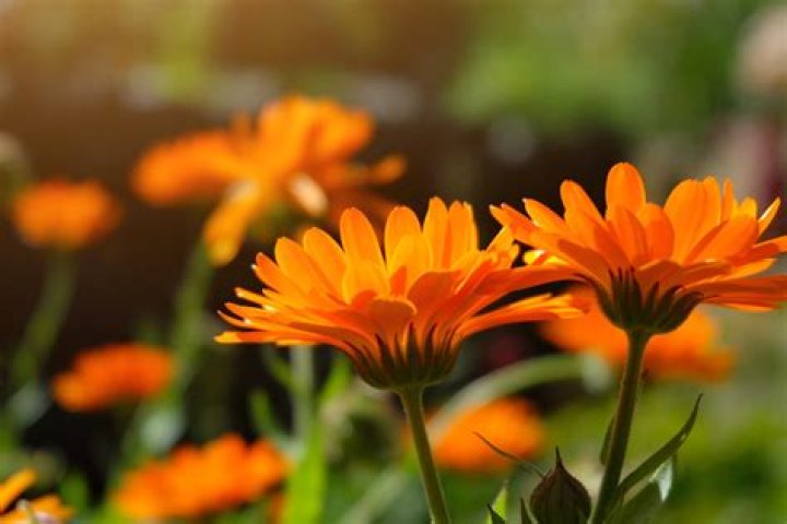 Are gerbera daisies annuals or perennials?