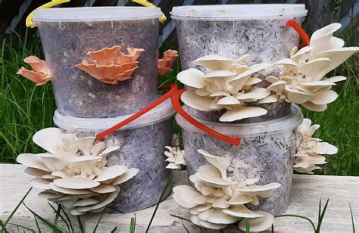 Are mushrooms worth growing?