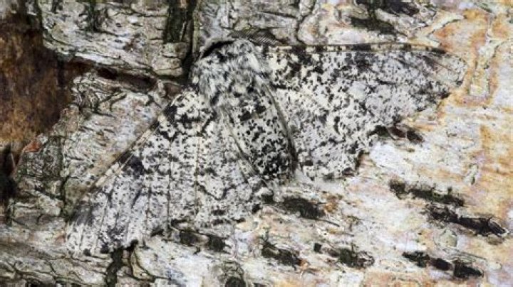 Are peppered moths extinct?