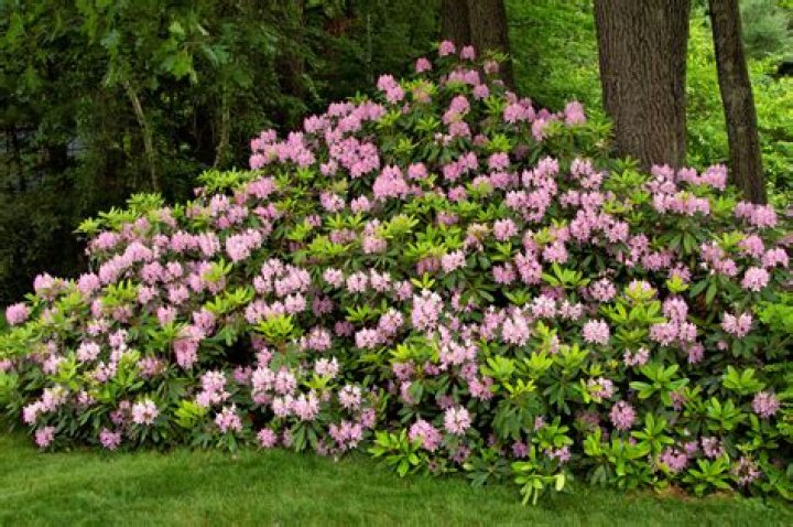 Are rhododendrons shade plants?