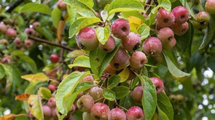Are Siberian crab apples edible?