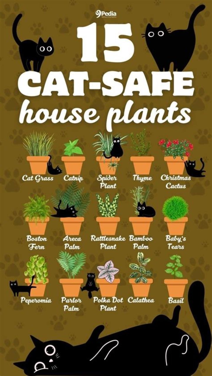 Are stocks safe for cats?