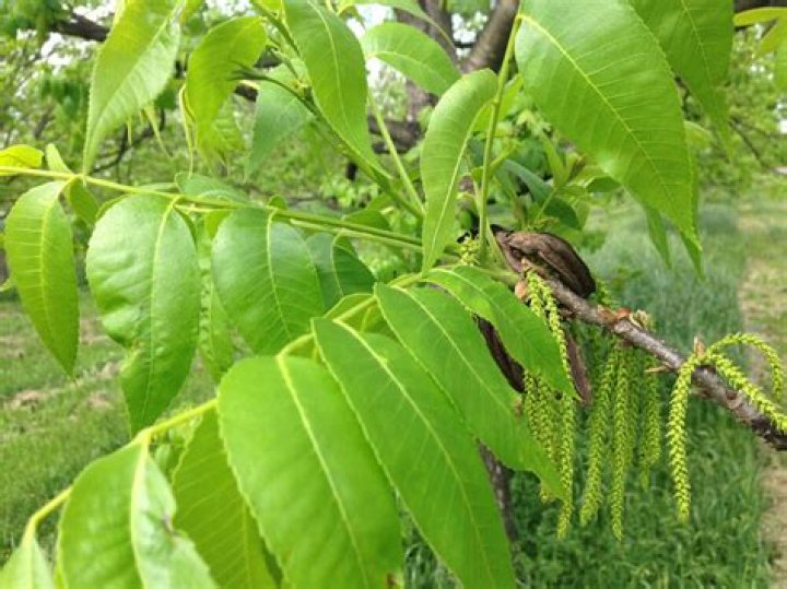 Are there male and female pecan trees?