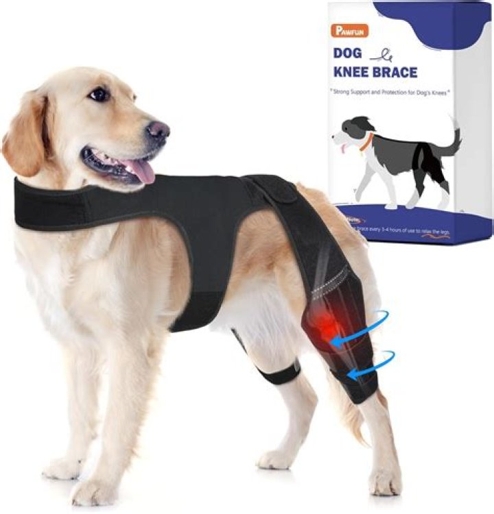 Can a dog dislocate a hip?