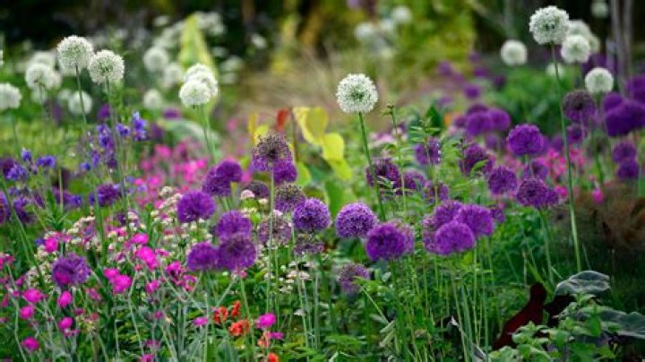 Can alliums grow in Zone 9?