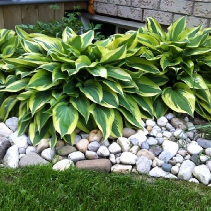 Can hostas grow in rocks?