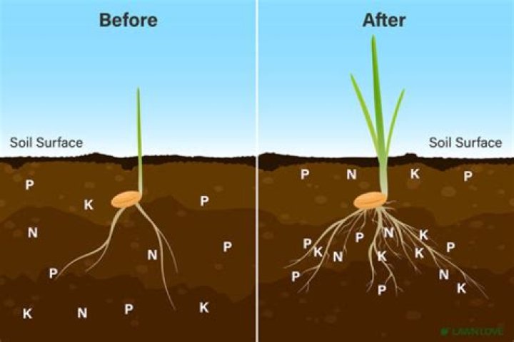 Can I fertilize before aerating?