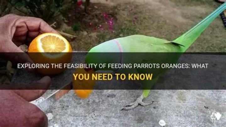 Can parrots have oranges?