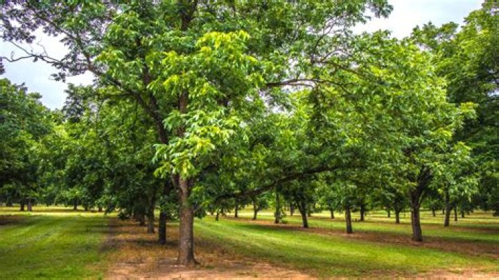 Can pecan trees grow in Virginia?