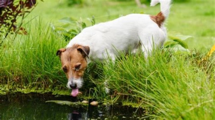 Can pond water make dog sick?