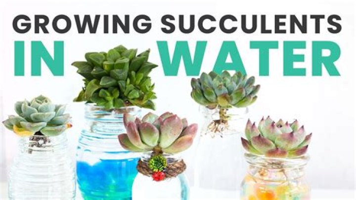 Can succulent cuttings root in water?