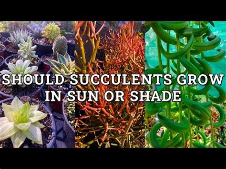 Can succulents thrive in shade?