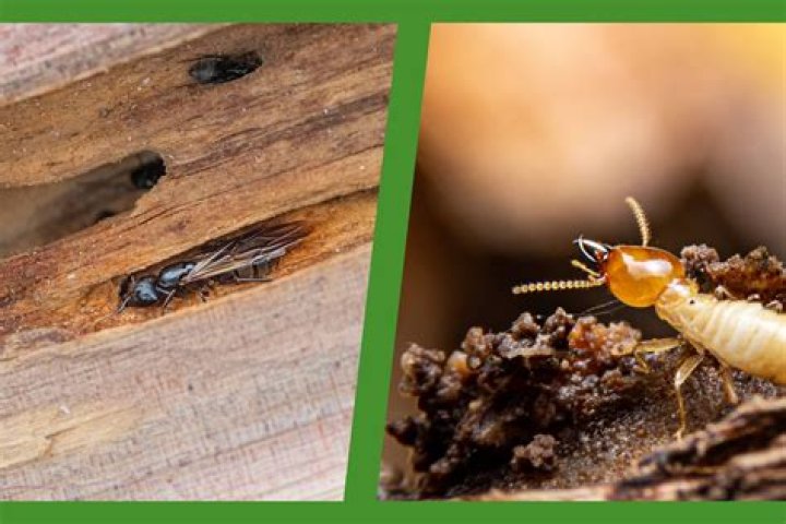 Can termites kill ants?