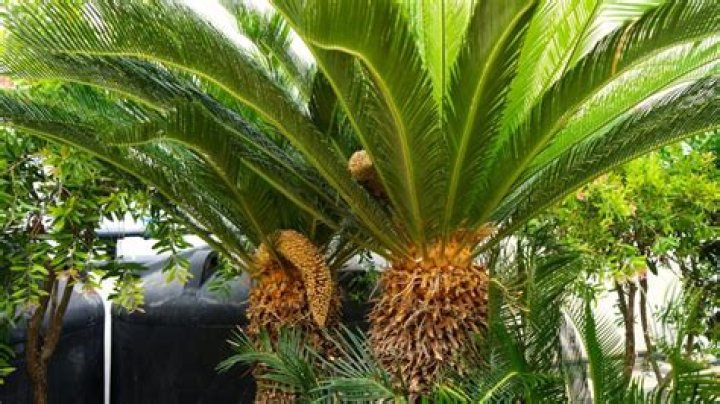 Can you eat a sago palm?