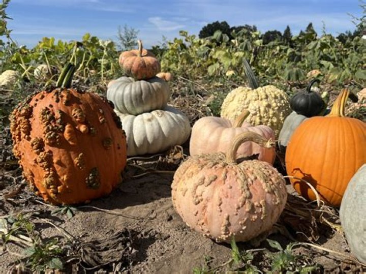 Can you eat the small ornamental pumpkins?