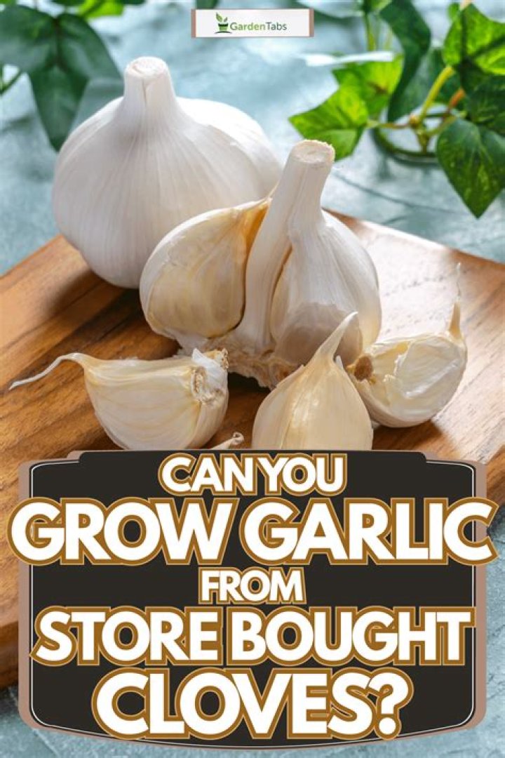 Can you grow bulbs inside?