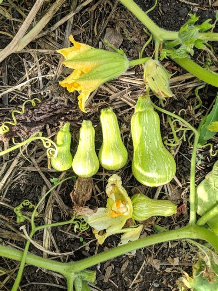 Can you grow buttercup squash on a trellis?