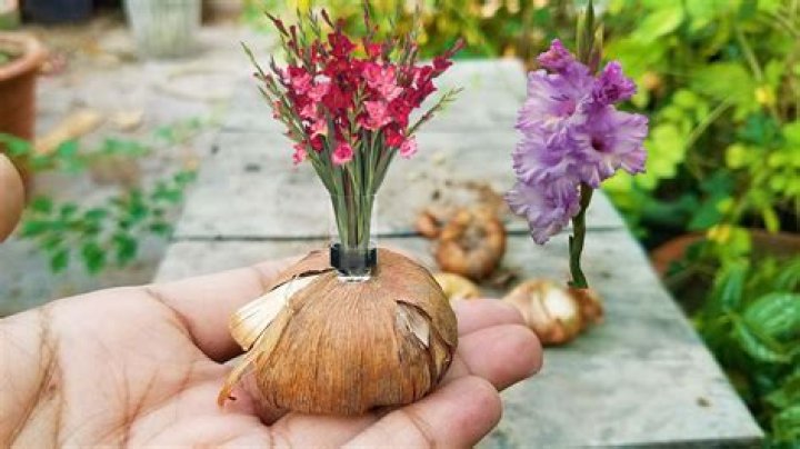 Can you grow gladiolus inside?
