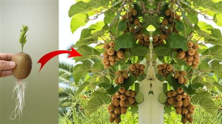 Can you grow kiwi from cuttings?