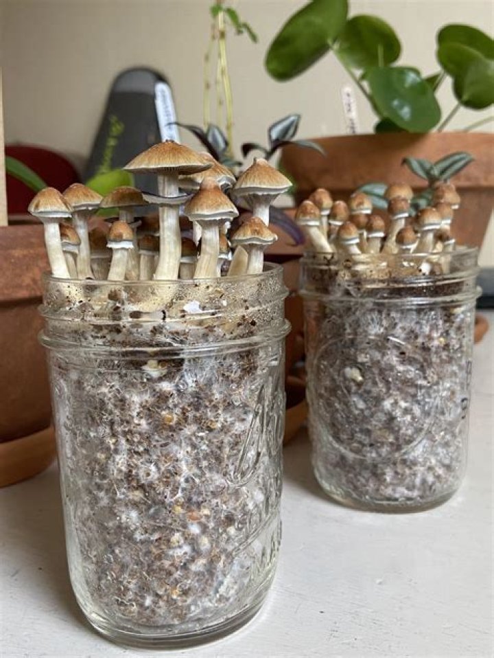 Can you grow mushrooms in a jar?