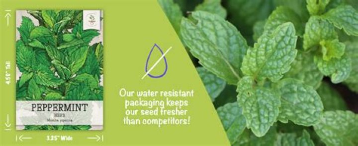 Can you grow peppermint outdoors?