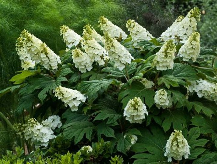 Can you propagate oakleaf hydrangea?