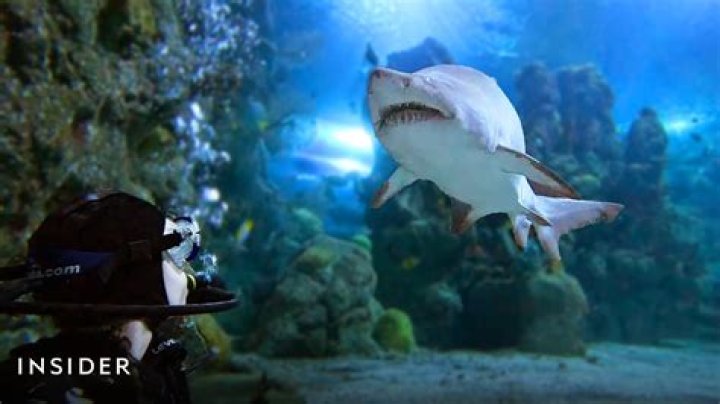 Can you swim with sharks at the Denver Aquarium?