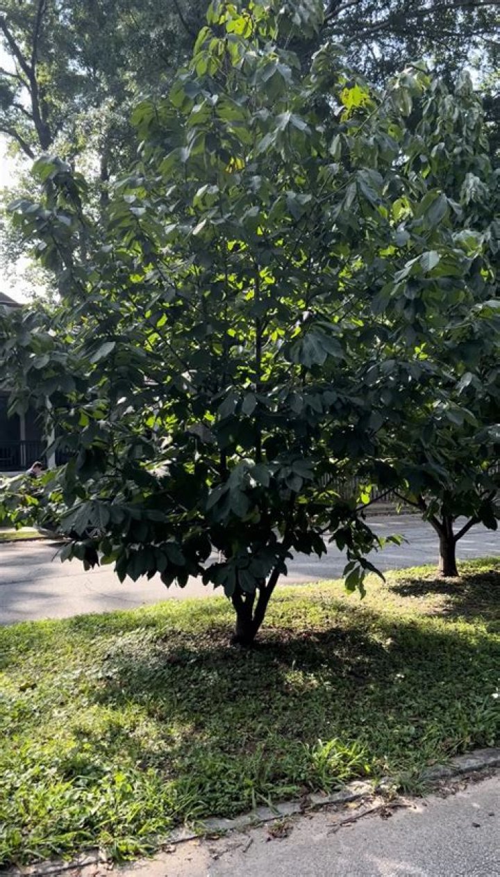 Do alliums like sun or shade?