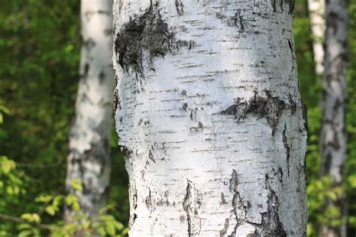 Do birch trees have white bark?