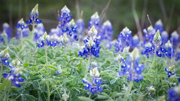 Do bluebonnets change colors?