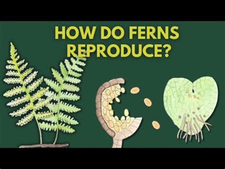 Do ferns need water for reproduction?