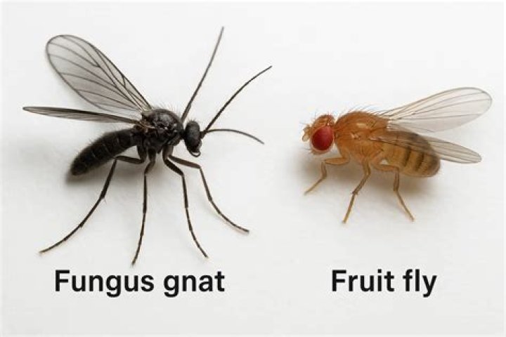 Do fungus gnats eat fungus?
