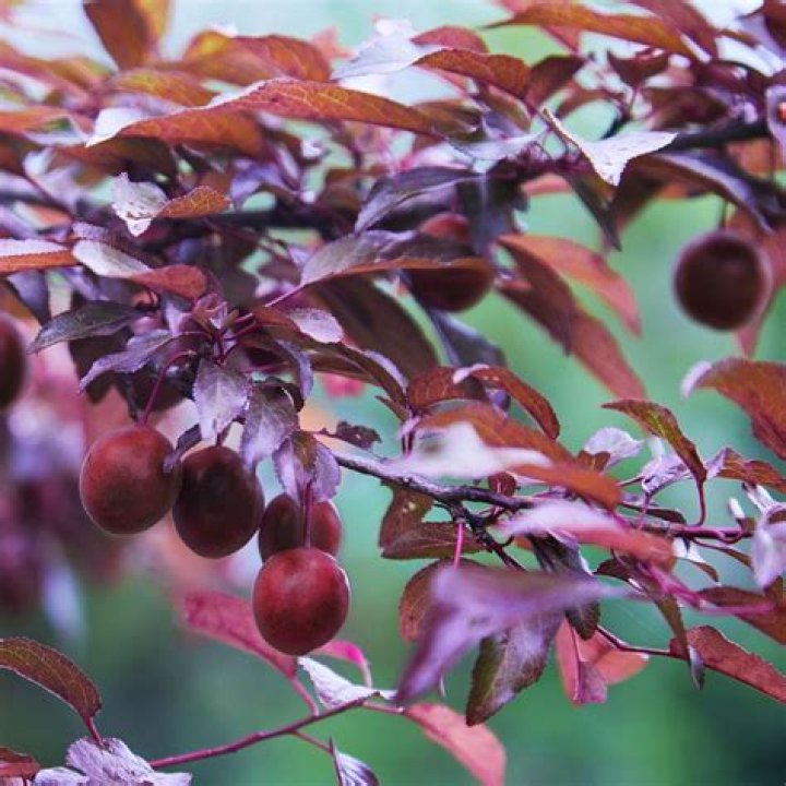 Do ornamental plum trees bear fruit?