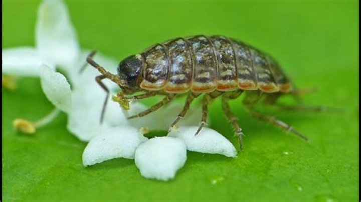 Do pill bugs eat?
