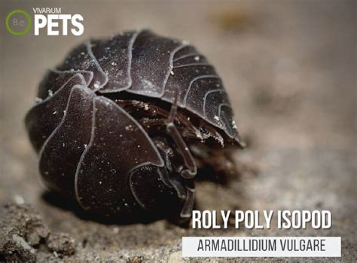 Do Rolly Pollies kill grass?