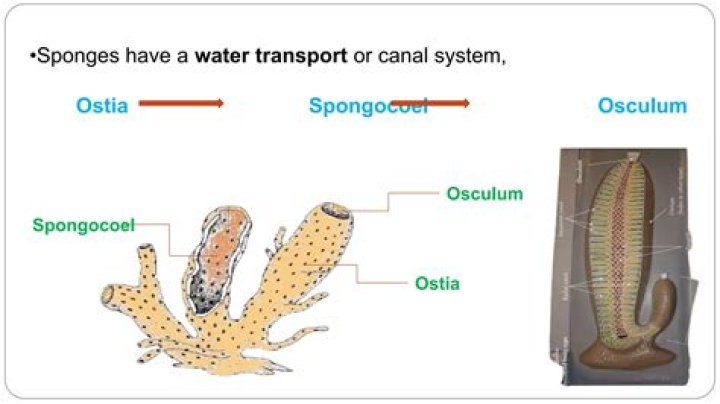 Do sponges have a nervous system?