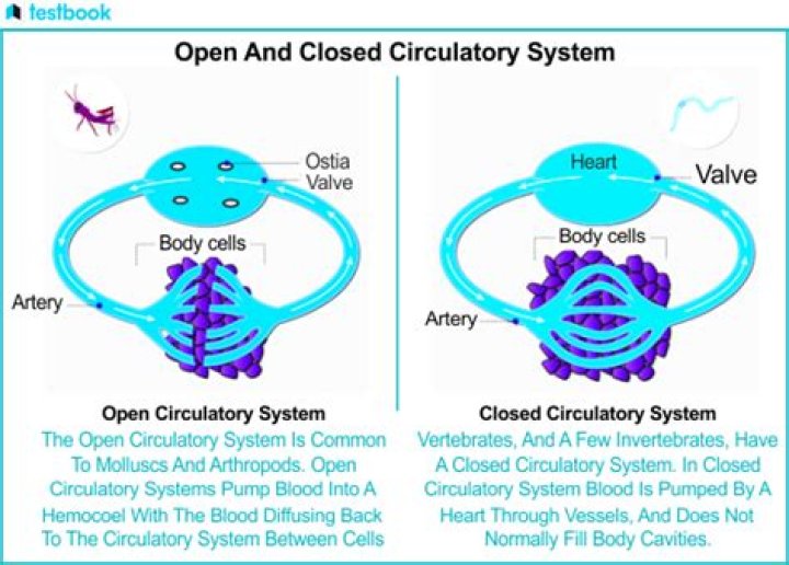 Do sponges have open or closed circulatory system?