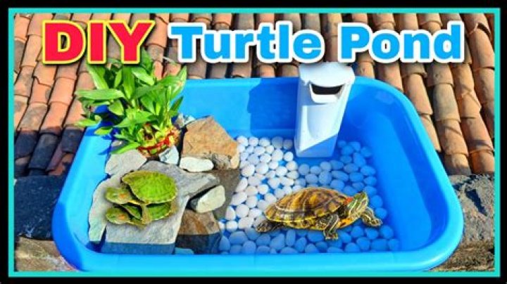 Does a turtle pond need a filter?