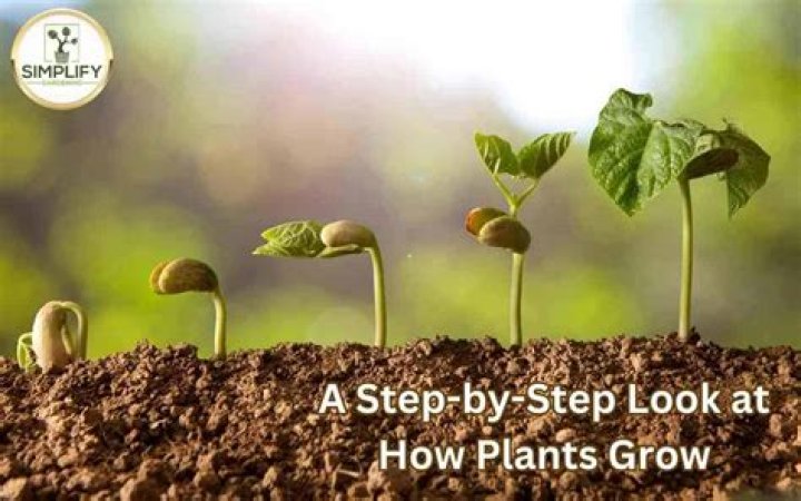 How a plant grows step by step?