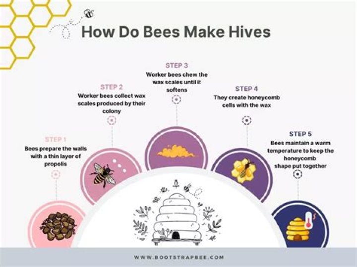 How are beehives formed?
