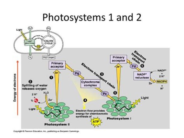 How are photosystems 1 and 2 connected?