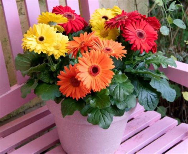 How big do gerbera daisies get?