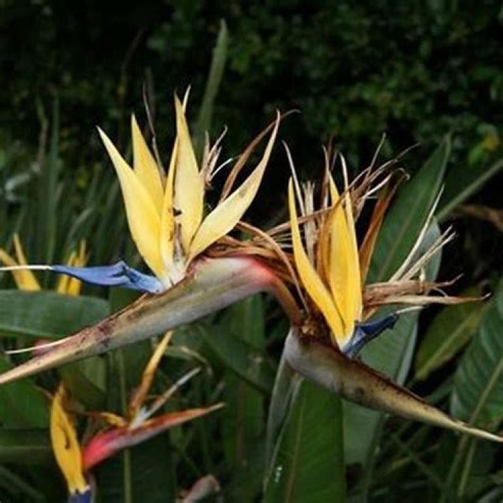 How big does a bird of paradise plant get?