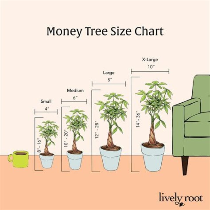 How big does a money tree get?