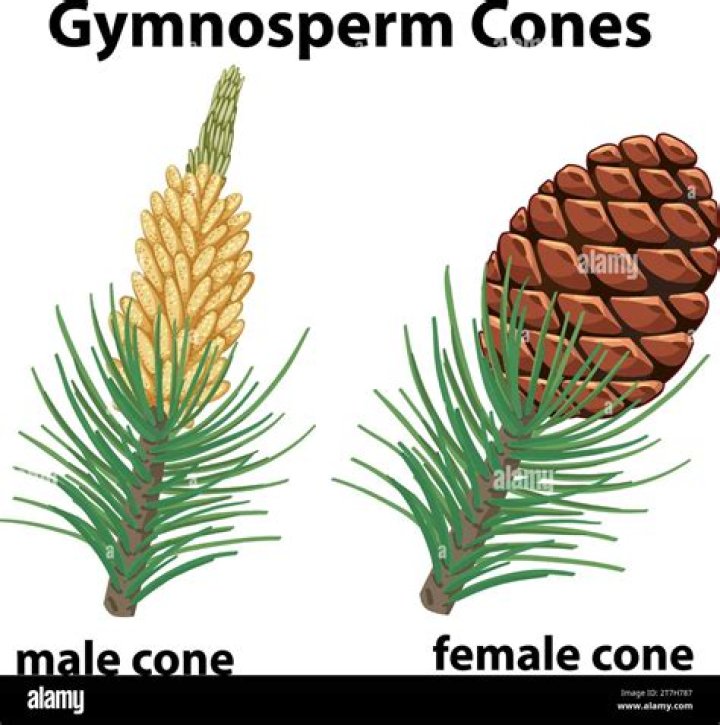 How can you tell a female pine cone?