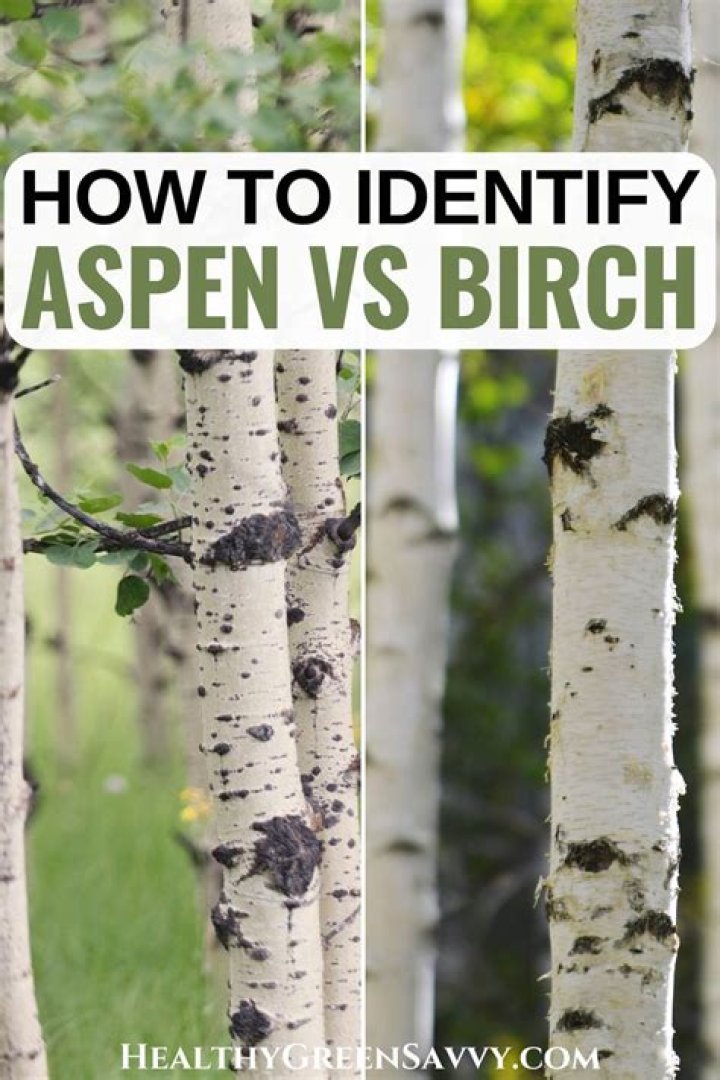 How can you tell a white birch?