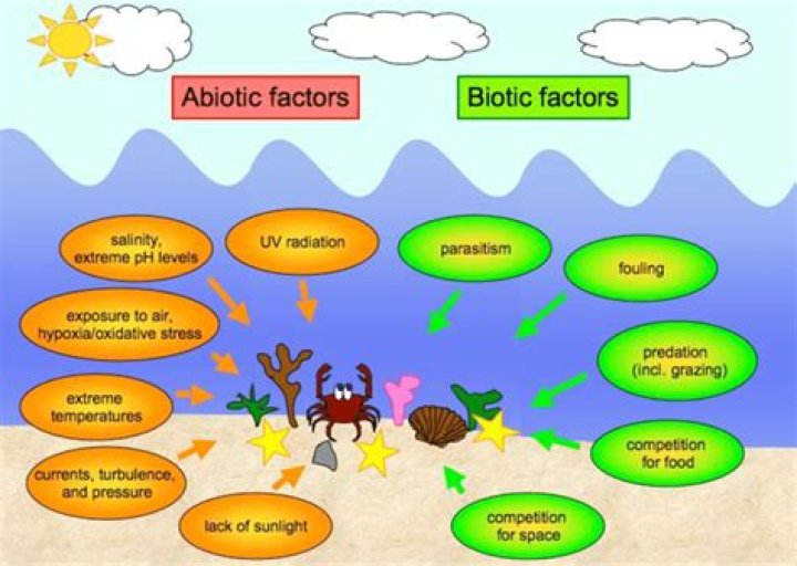 How do biotic and abiotic factors influence each other?